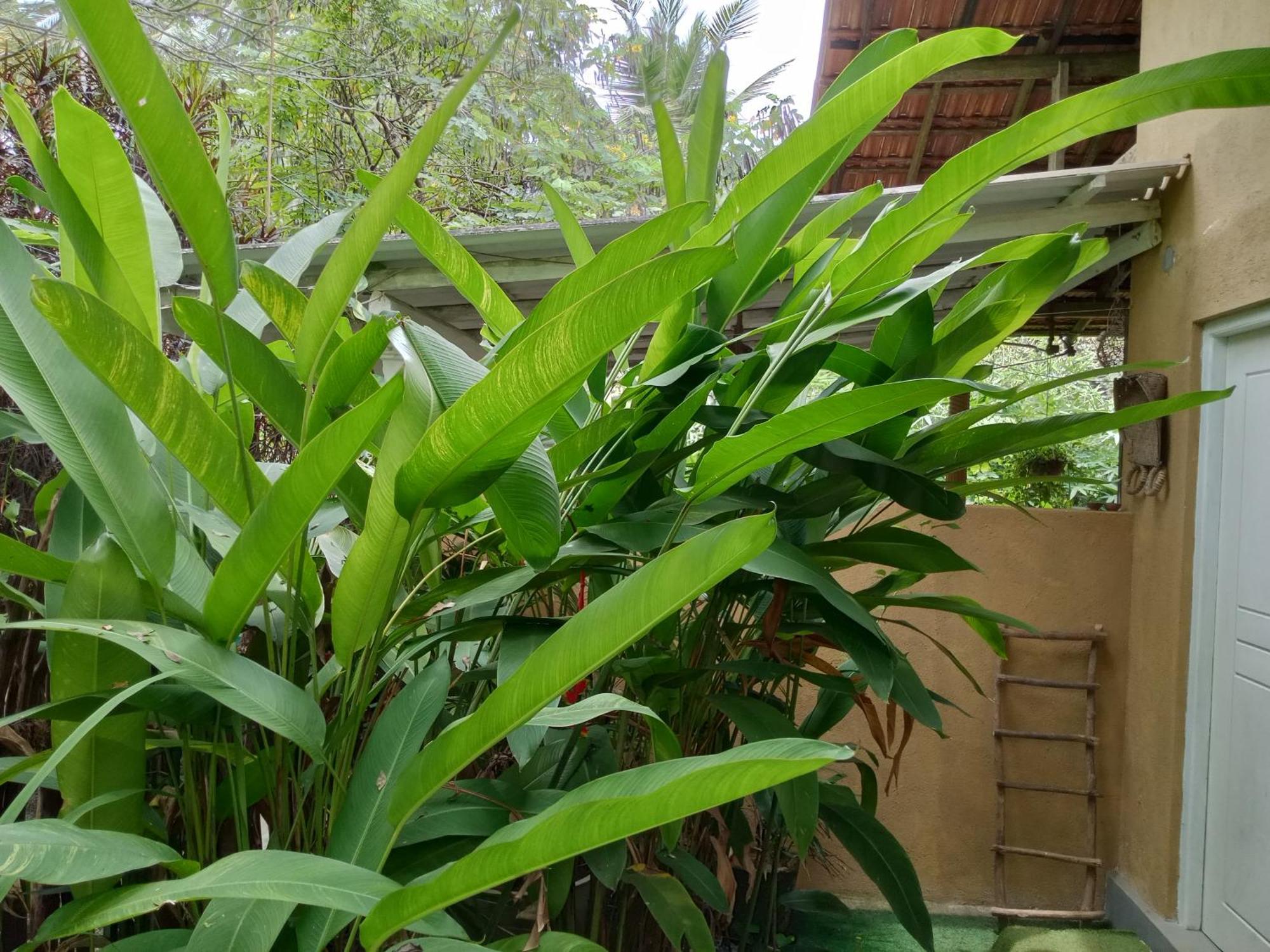 Apartamento Hiriketiya Mahi Surf Dikwella Sur Exterior foto