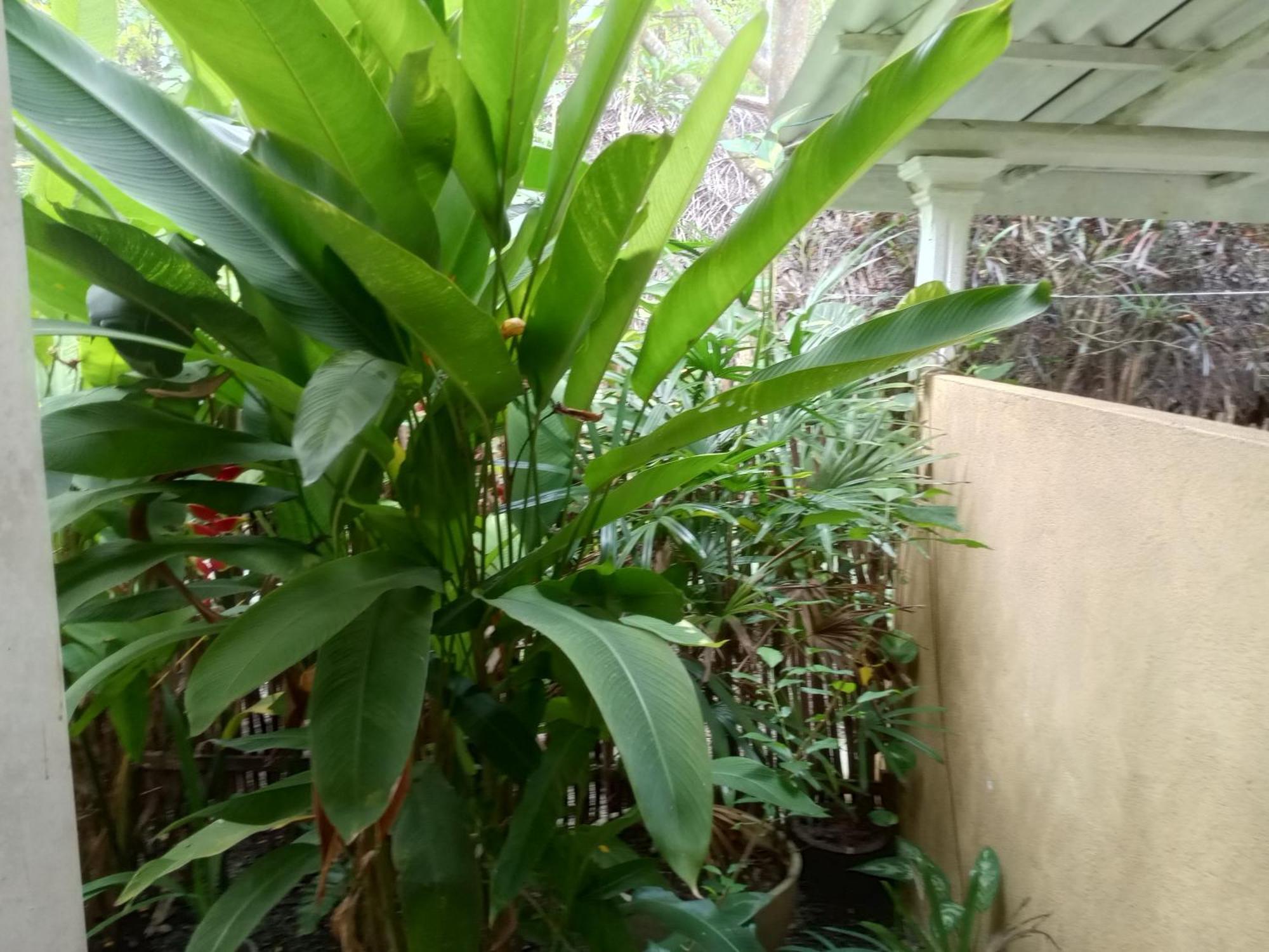 Apartamento Hiriketiya Mahi Surf Dikwella Sur Exterior foto